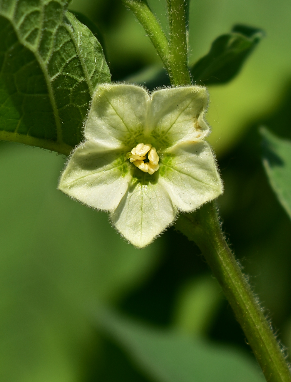 Image of Alkekengi officinarum specimen.