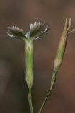Dianthus ramosissimus