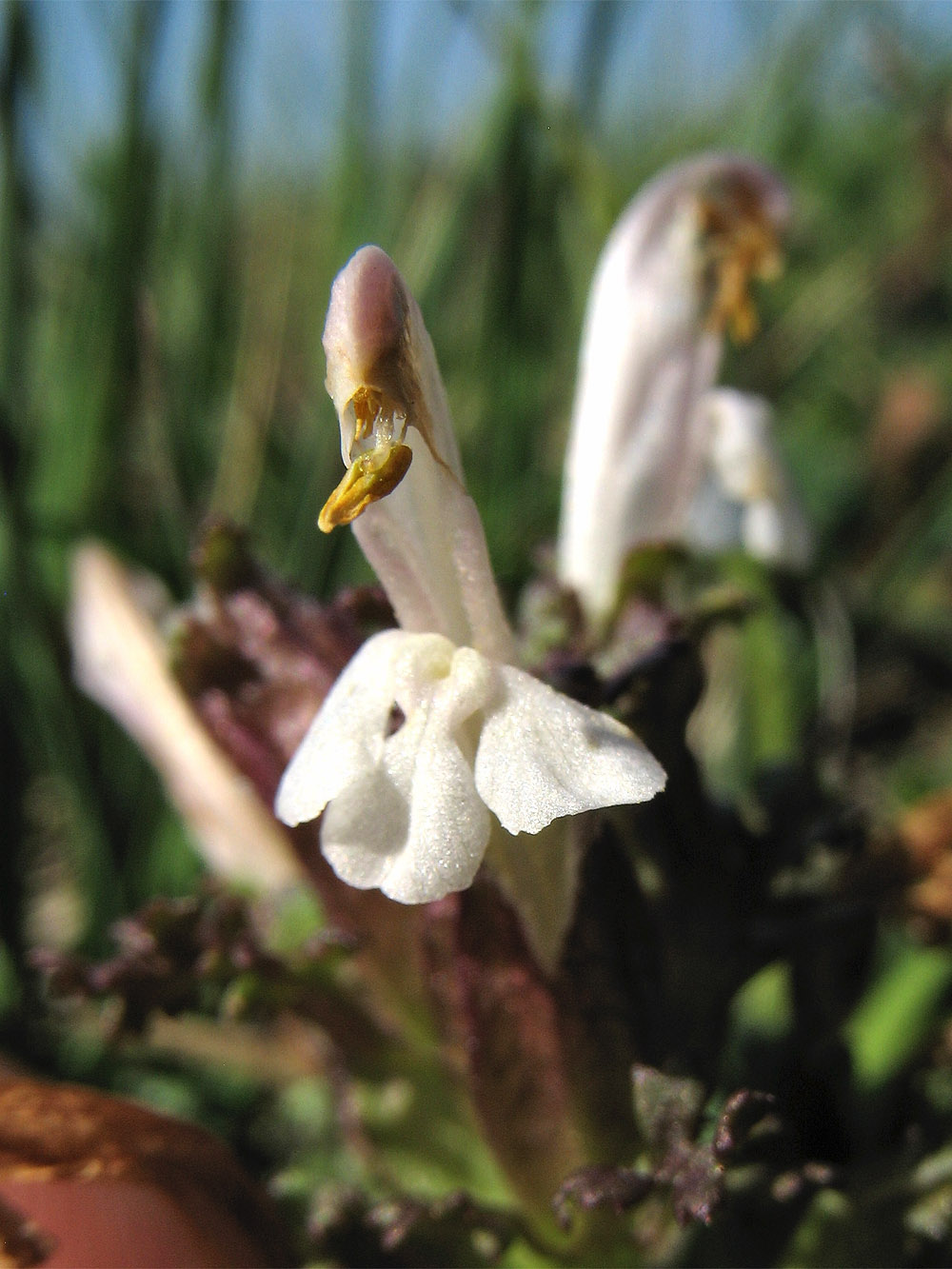 Image of Pedicularis sylvatica specimen.