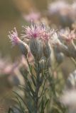 Jurinea stoechadifolia. Верхушка растения с соцветиями. Крым, Караларский природный парк, окр. бухты Коровья, каменистая степь. 02.07.2021.