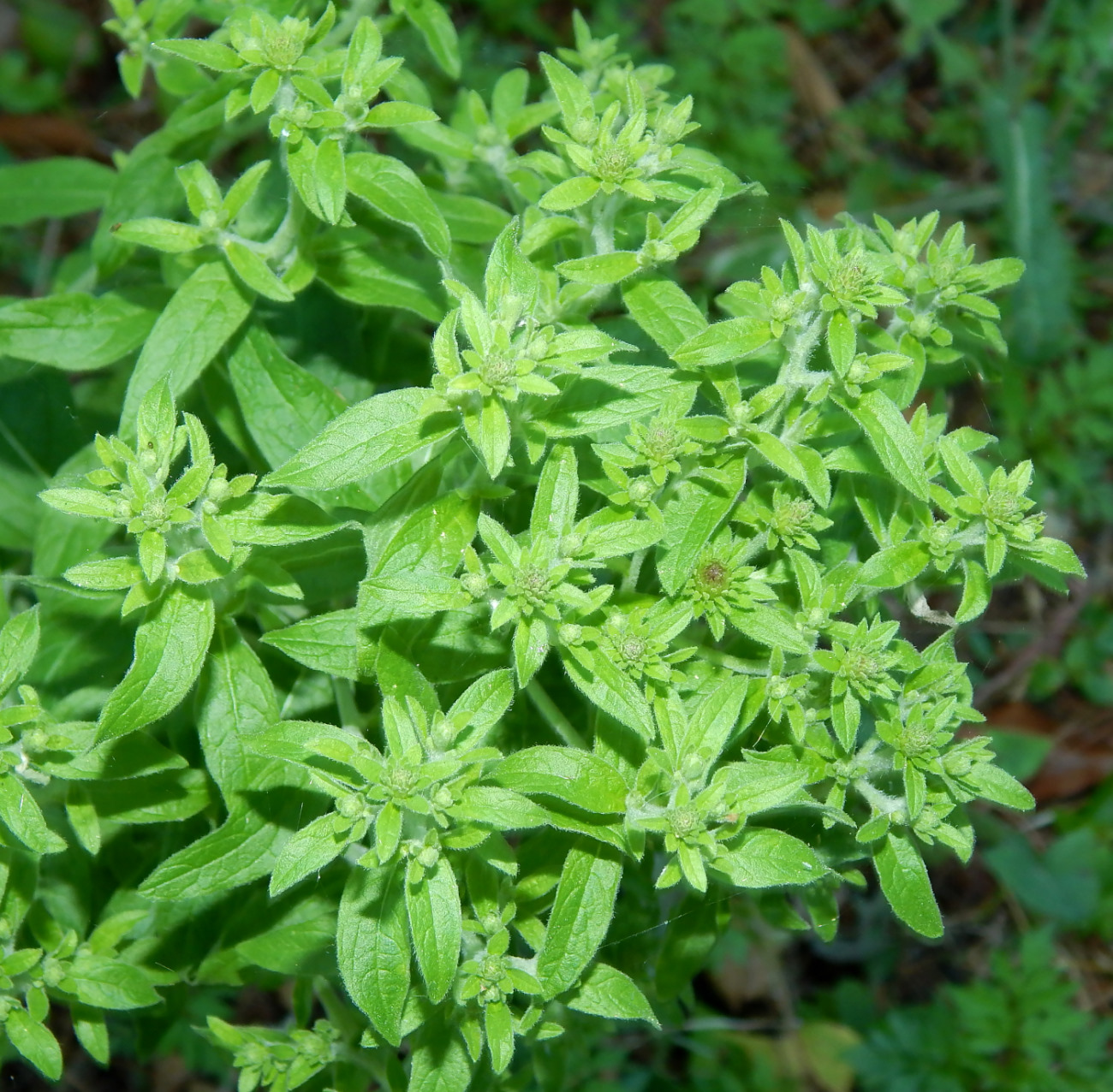 Image of Inula conyza specimen.