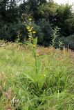 Inula helenium