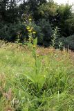 Inula helenium. Цветущее растение. Республика Татарстан, окр. г. Набережные Челны, Белоусская часть НП «Нижняя Кама» (Челнинское лесничество), близ с/о «Прибрежный», луговина близ р. Кама. 16.08.2021.