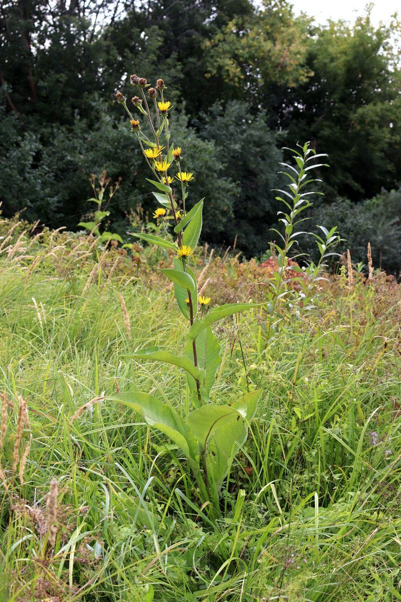 Image of Inula helenium specimen.