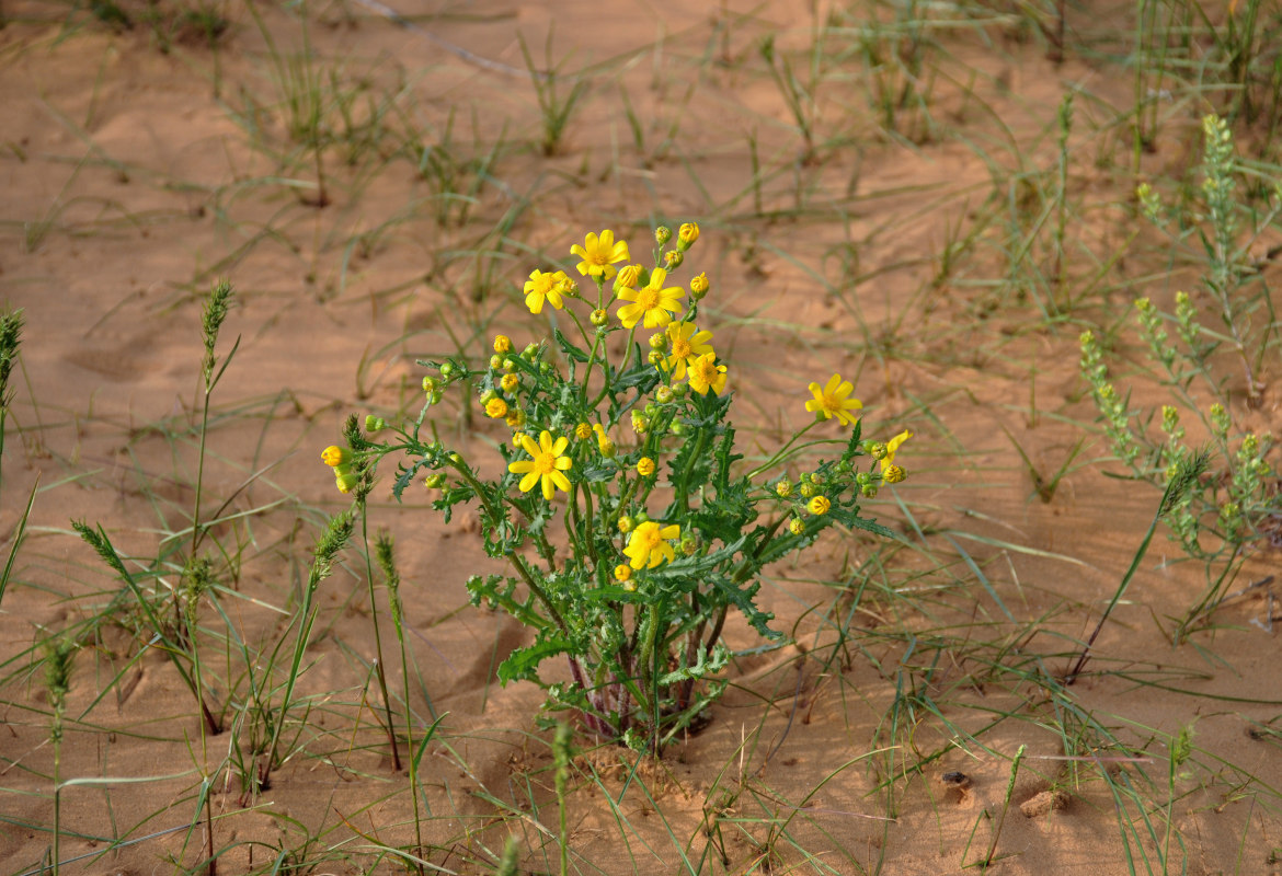 Image of Senecio vernalis specimen.