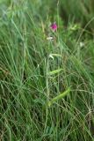 Vicia angustifolia