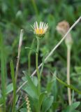 Aster alpinus. Верхушка расцветающего растения. Республика Алтай, Усть-Коксинский р-н, окр. с. Мульта, перешеек между Нижним и Средним Мультинскими озёрами, опушка соснового леса. 09.07.2021.