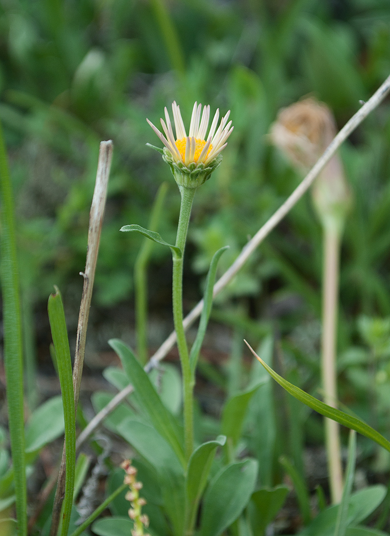 Изображение особи Aster alpinus.