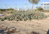 Eremophila glabra. Плодоносящее растение. Израиль, северный Негев, местный совет Легавим, ж.-д. станция Легавим - Рагат, цветник. 26.10.2017.