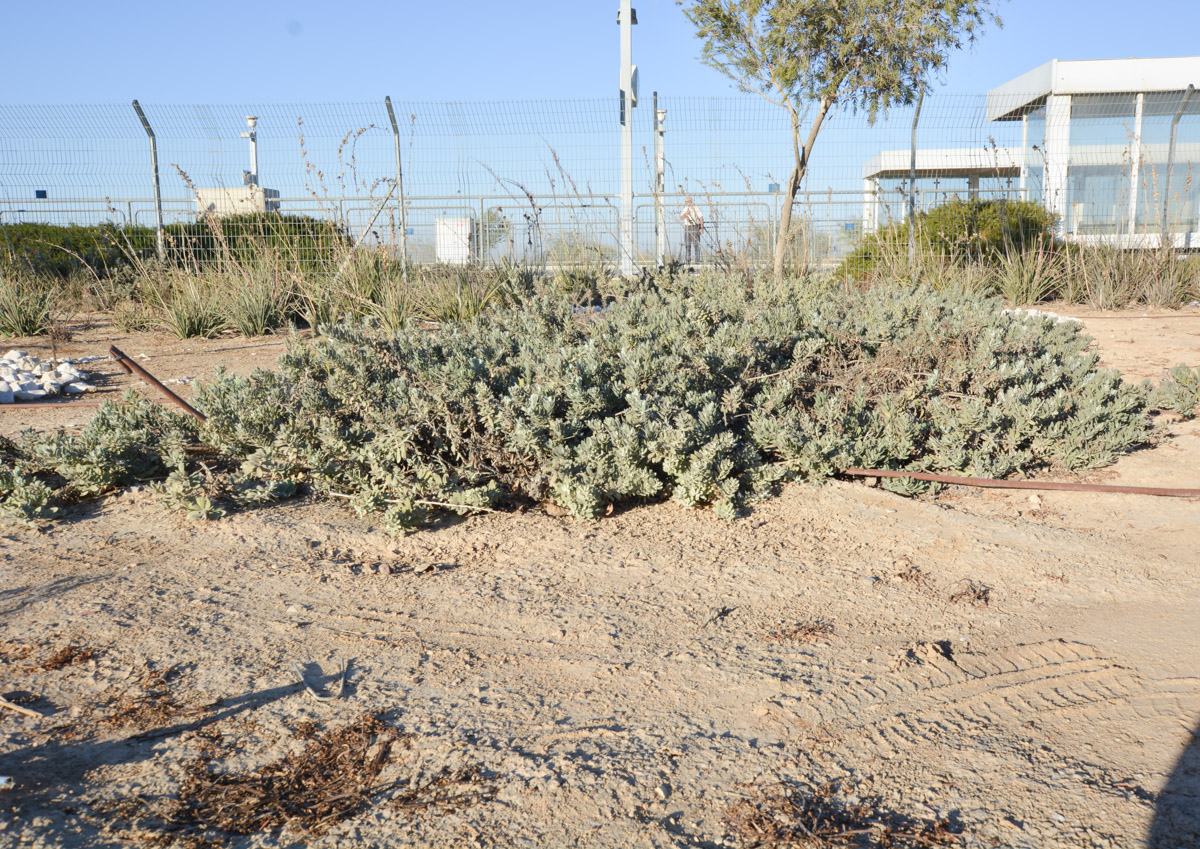 Image of Eremophila glabra specimen.