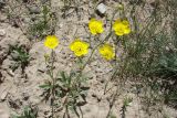 Ranunculus sewerzowii