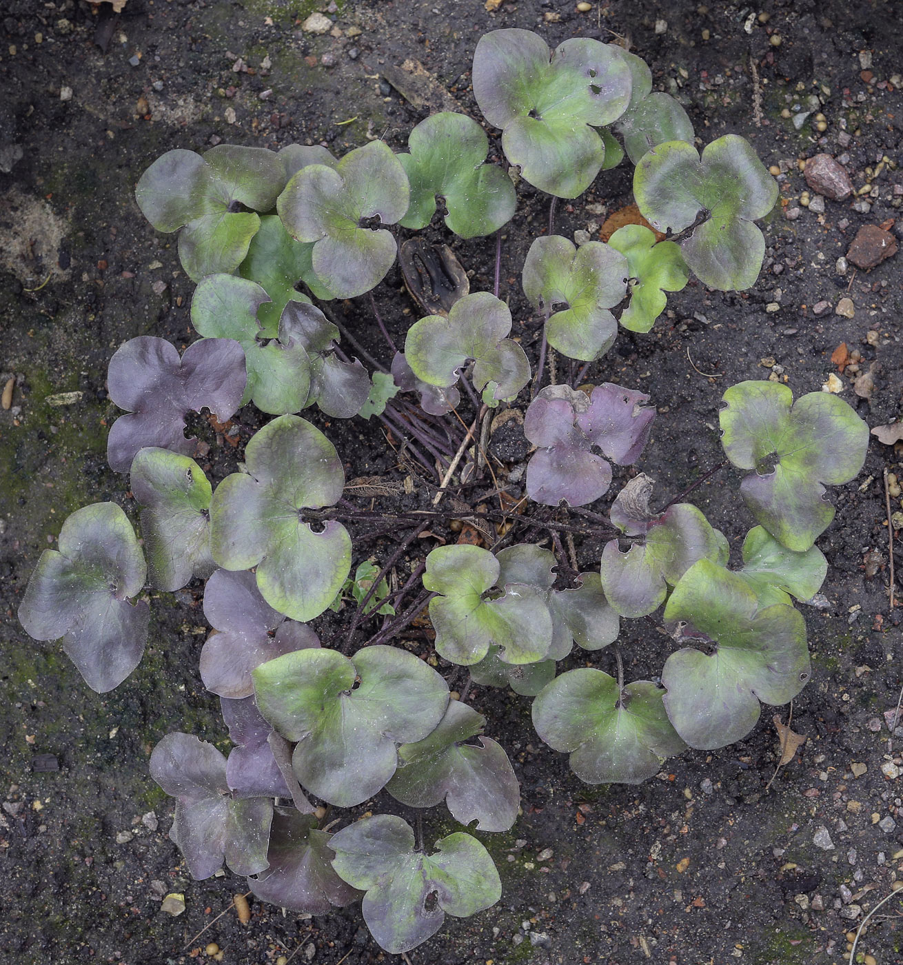 Изображение особи Hepatica nobilis.