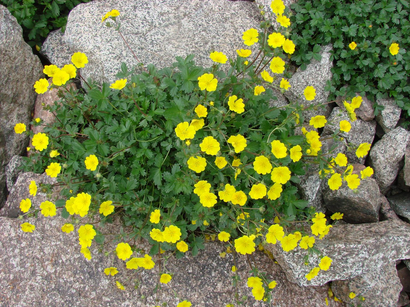 Изображение особи Potentilla gelida.