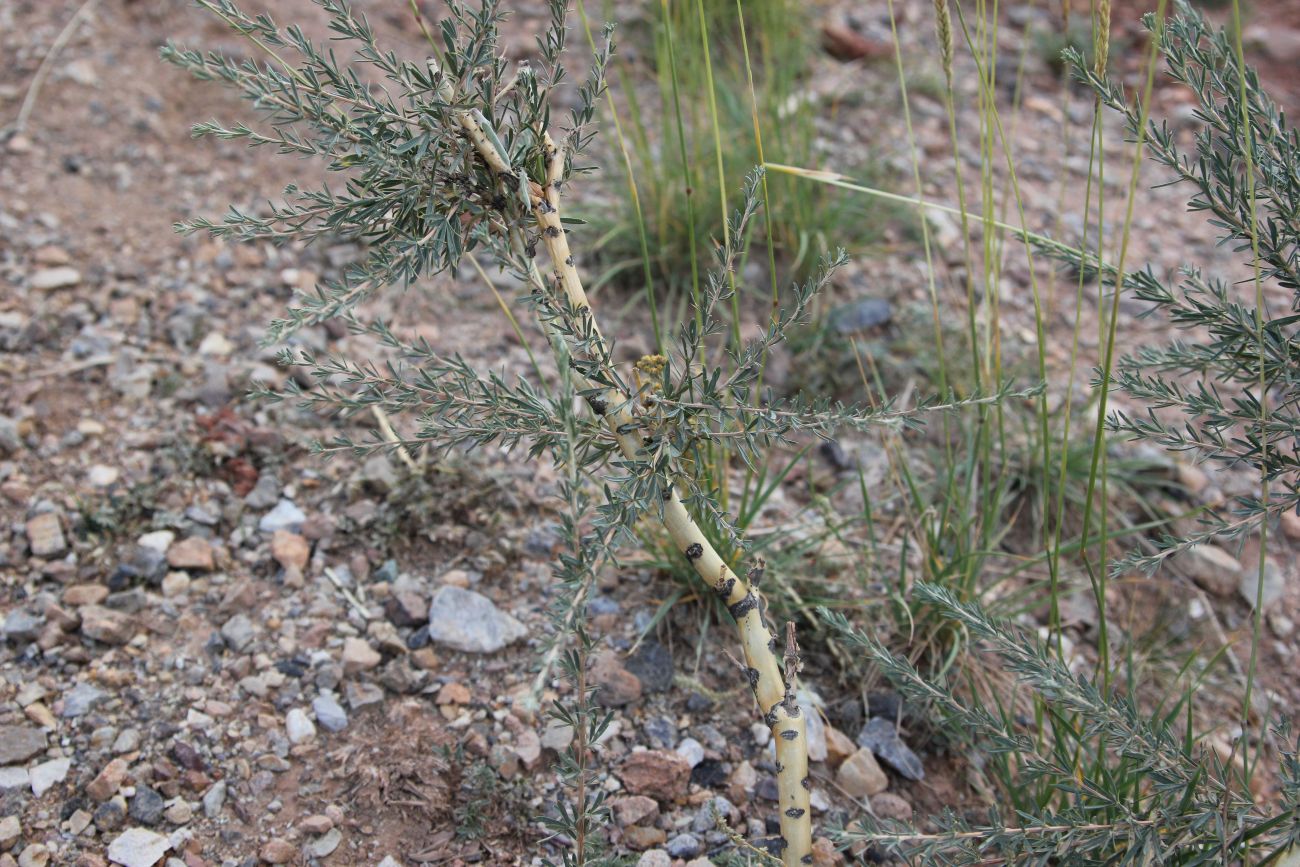 Image of Caragana pygmaea specimen.