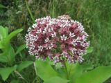 Asclepias syriaca. Соцветие. Северная Осетия, Пригородный р-н, окр. с. Михайловское, дорога на краю поля. 17.06.2021.