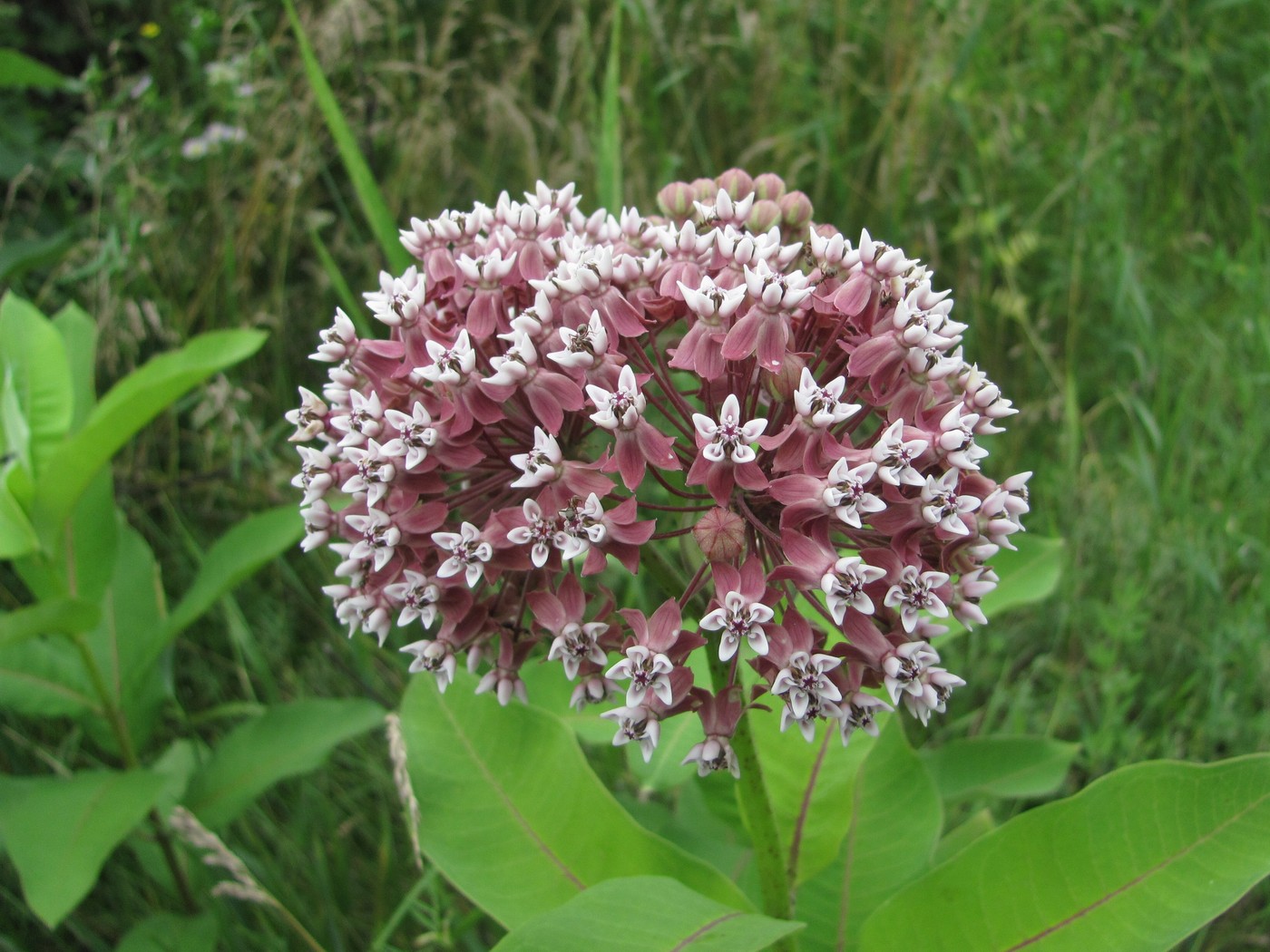 Image of Asclepias syriaca specimen.
