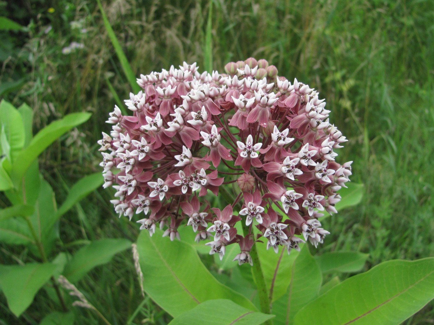 Изображение особи Asclepias syriaca.