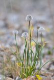 Allium pseudostrictum. Цветущее растение. Республика Северная Осетия-Алания, Ирафский р-н, Большой Кавказ, Гуларский хр., правый склон ущелья р. Гулардон в р-не ведущей на перевал Гуларвцек старой геологической дороги, ≈ 2500 м н.у.м., каменистый склон. 07.07.2021.