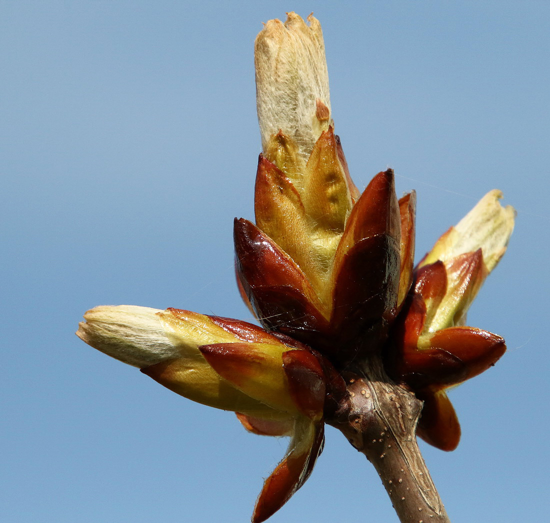 Image of Aesculus hippocastanum specimen.