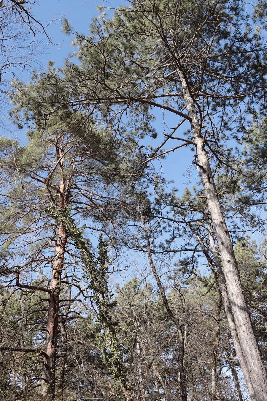 Изображение особи род Pinus.