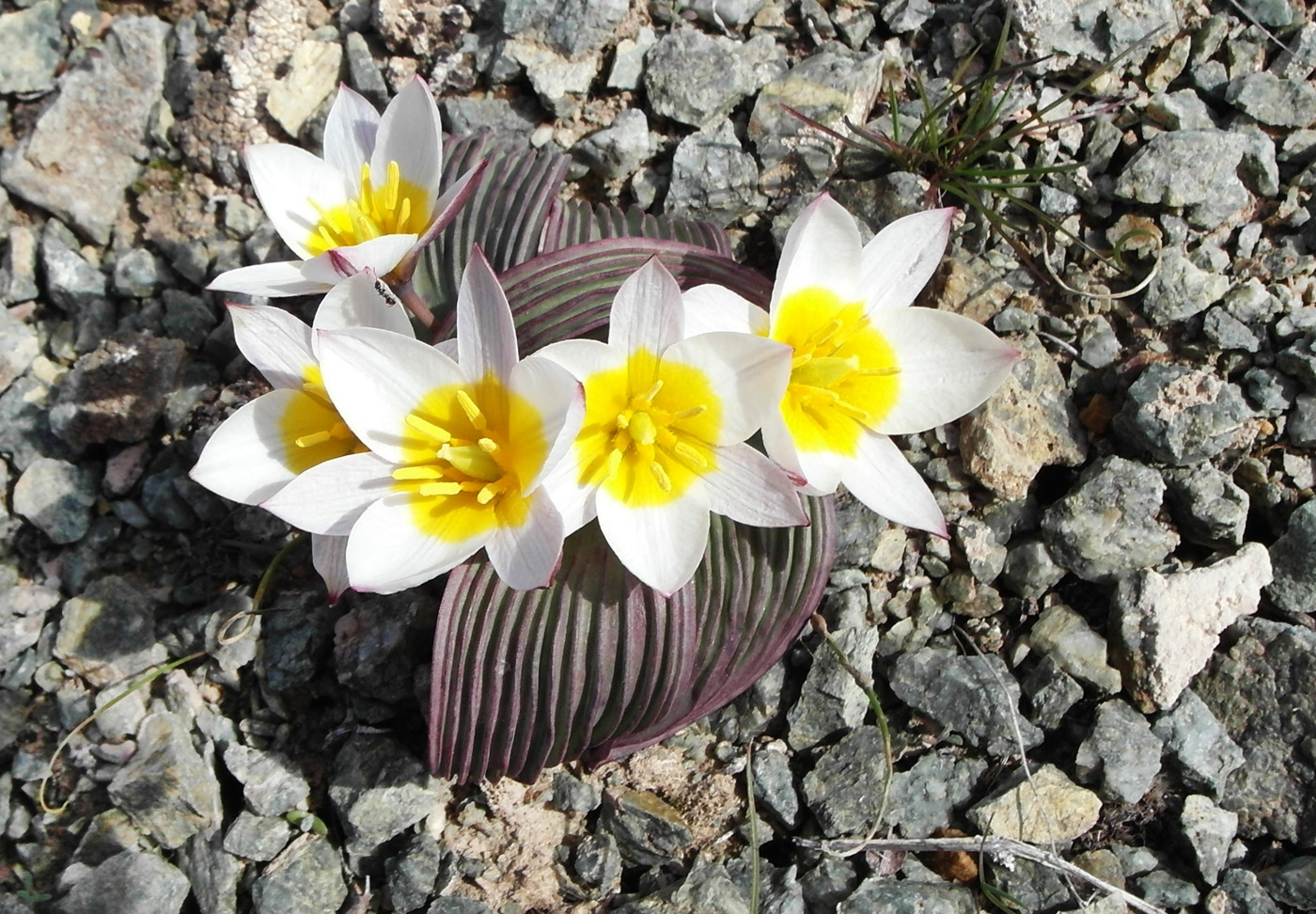 Image of Tulipa regelii specimen.