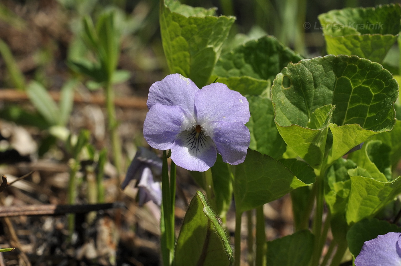 Image of Viola brachysepala specimen.