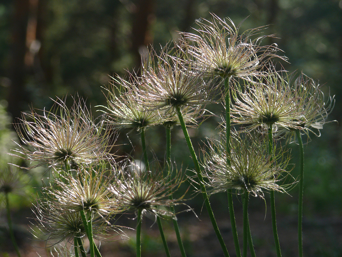 Изображение особи род Pulsatilla.