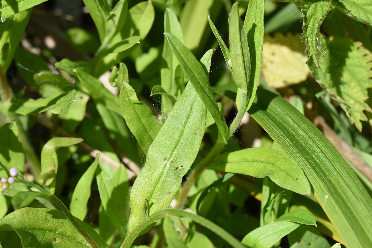 Image of Myosotis palustris specimen.