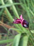 Tulipa humilis