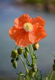 Papaver armeniacum
