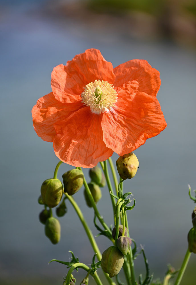 Изображение особи Papaver armeniacum.