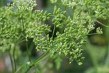 Conium maculatum
