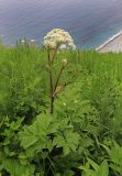 Angelica cincta