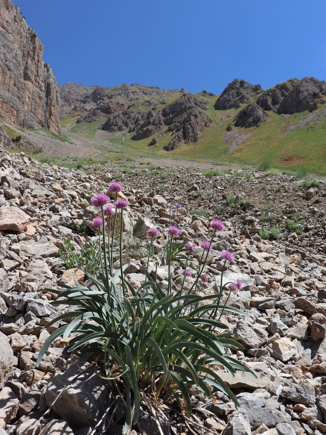 Image of Allium carolinianum specimen.