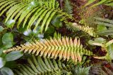 Blechnum novae-zelandiae. Молодые вайи. Новая Зеландия, Северный остров, р-н Окленд, национальный парк \"Waitakere Ranges\". 13.12.2013.