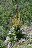 Verbascum densiflorum. Цветущее растение. Крым, подножие горы Демерджи, окр. с. Лучистое, крепость Фуна. 16.07.2021.