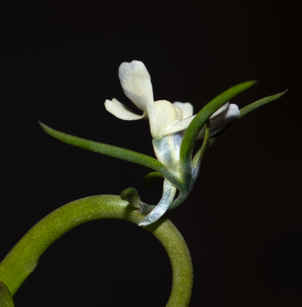 Изображение особи Linaria chalepensis.