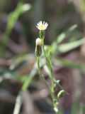 Symphyotrichum subulatum