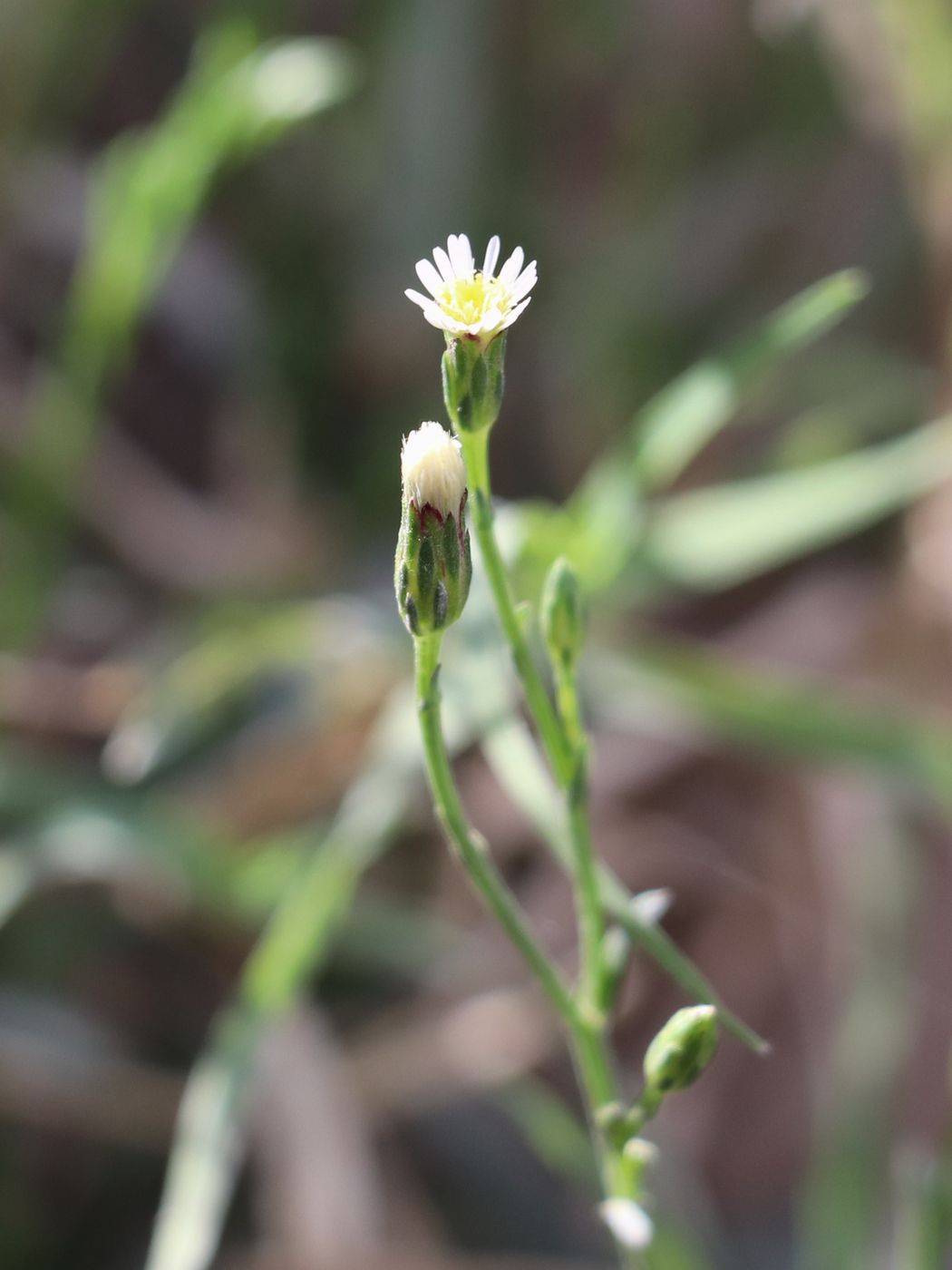 Изображение особи Symphyotrichum subulatum.