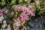 Sedum oppositifolium