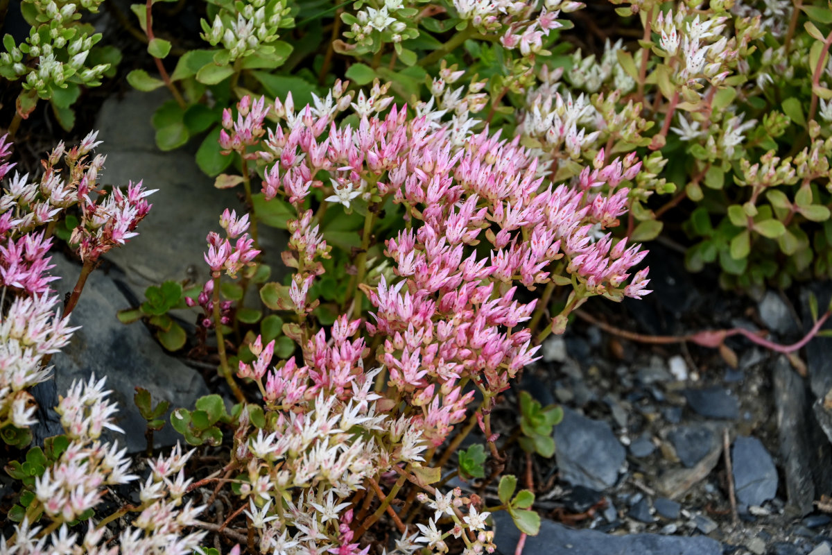 Изображение особи Sedum oppositifolium.