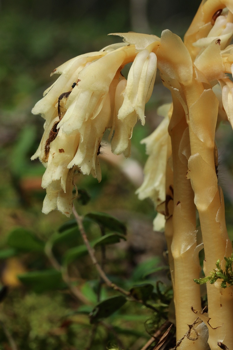 Image of Hypopitys monotropa specimen.