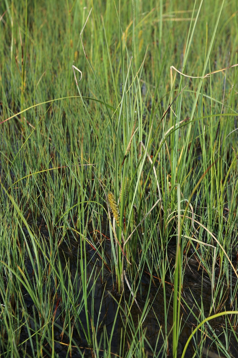 Изображение особи Carex rostrata.