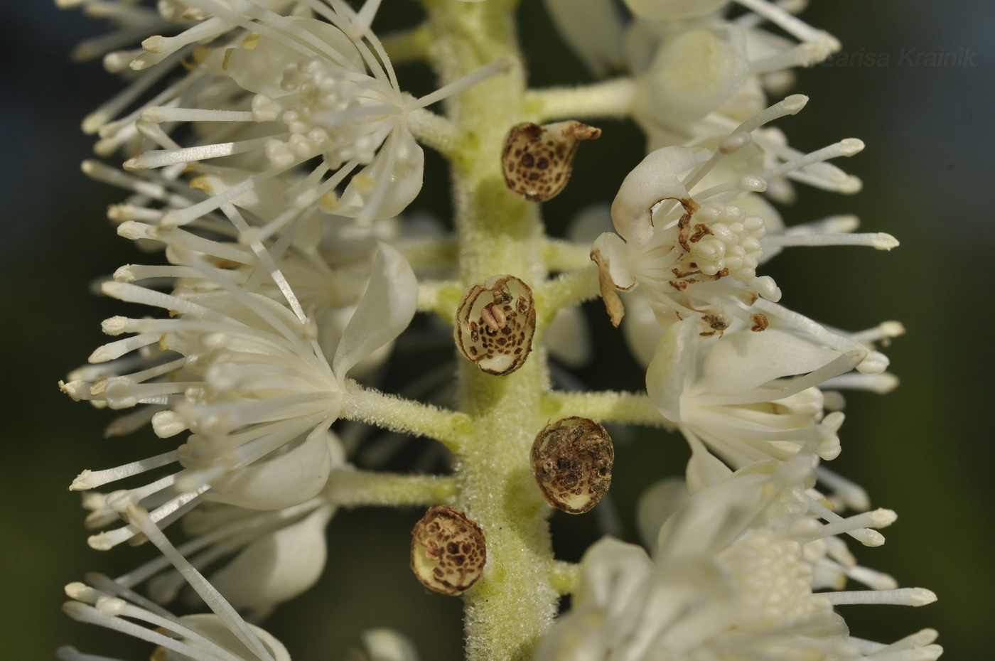 Изображение особи Cimicifuga simplex.