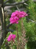 Silene compacta