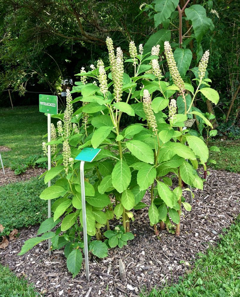 Image of Phytolacca acinosa specimen.