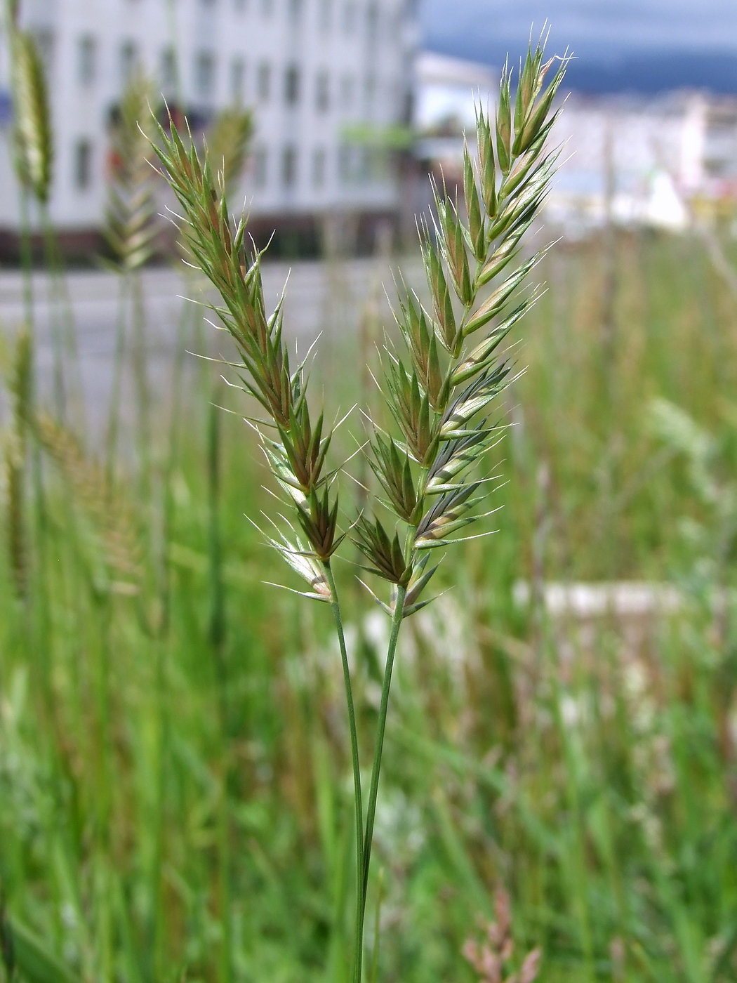 Изображение особи Agropyron pectinatum.