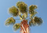 Washingtonia robusta. Верхушка растения с обрезанными засохшими листьями. Турция, пров. Мугла, пос. Олюдениз, в озеленении посёлка. 30.12.2022.