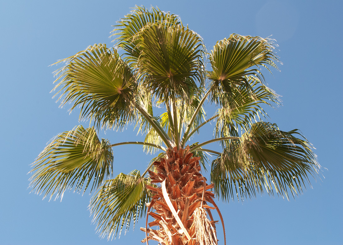 Изображение особи Washingtonia robusta.