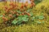 Saxifraga rivularis. Плодоносящее растение на моховой подушке. Кольский р-н, окр. с. Териберка, природный парк «Териберка», высота 111.7 рядом с батареей № 199, сырая задернованная окрайка покатого плоского скального обнажения. 04.08.2022.